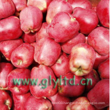 Good Quality Fresh Red Delicious Apple, Huaniu Apple